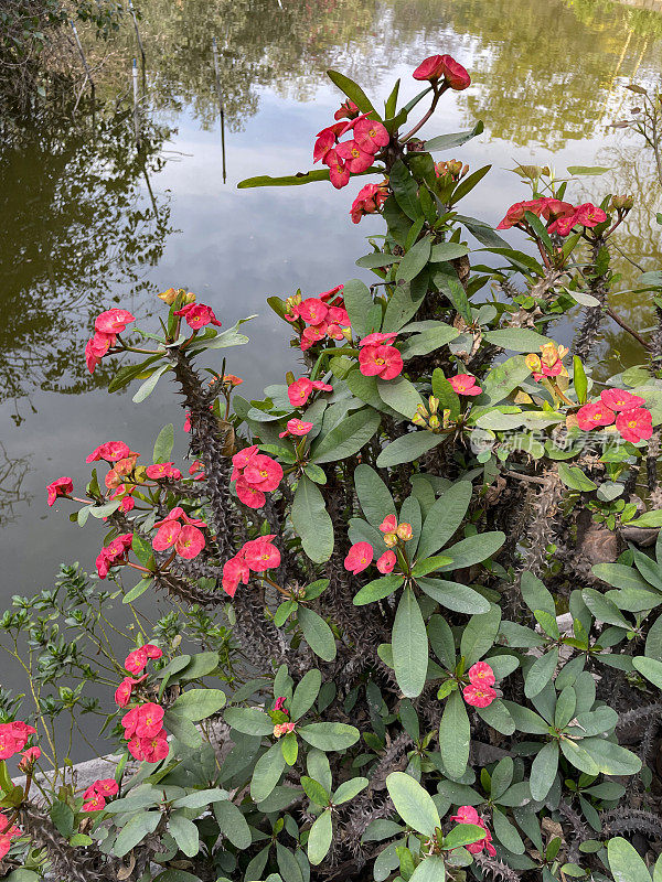 池塘边的刺冠(Euphorbia milii)植物特写图片，黄色的花朵被红色的苞片包围，背景是坚韧的绿叶，高架视图